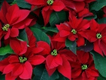 Poinsettias