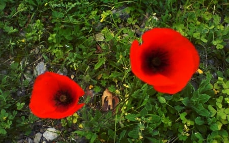 ~ POPPIES ~ - red, poppies, flowers, spring, two, green, grass