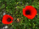 ~ POPPIES ~