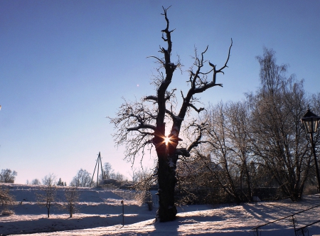 Sunset. - sunsets, winter, nature, trees