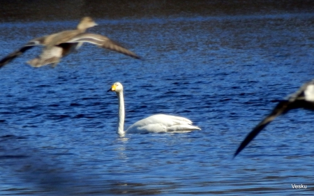 Swan - bird, lake, summer, swan