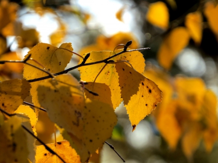 Autumn - birch, yellow, forrest, autumn