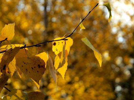 Autumn - birch, yellow, forrest, autumn