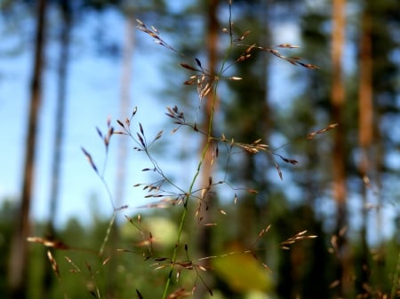 hay - summer, forrest, hay, grass