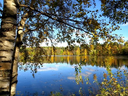 Pond - birch, leaf, pond, autumn