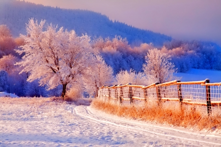 Winter - snowflake, beautiful, photography, tree, wonderful, nature, cold, winter, snowflakes, photo, sun, sky, lovely, splendor, ice, trees, snow