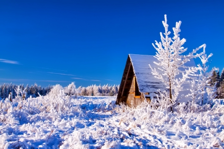 Winter - snowflake, beautiful, photography, tree, wonderful, nature, cold, winter, snowflakes, photo, sun, sky, lovely, splendor, ice, trees, snow