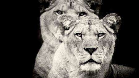 sisters - wallpapers, lions, female, animals, big cats, sisters