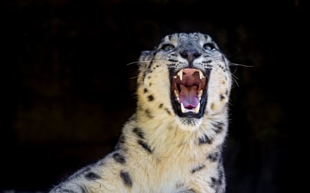 snow leopard - camouflage, leopard, predator, special, snow leopard