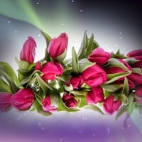 Pink tulips