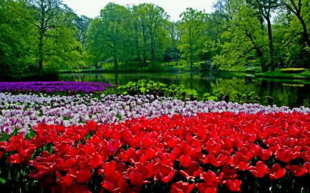 SPRING PARK - flowers, nature, pond, park