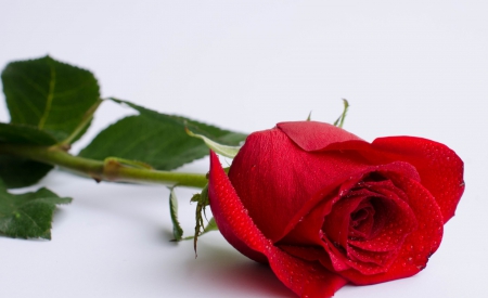 * Single rose * - red rose, single, red, alone, rose, flower