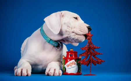 Puppy - red, animal, cute, puppy, christmas, blue, santa, tree, dog