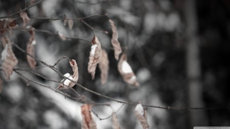 Frozen tree leaves - abstract, winter, frosted, photography, frosty, HD, leaves, frozen, nature, autumn, macro, brach, frost, leaf, wallpaper