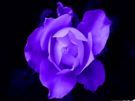 Rose perfection - blue, single, black, rose, flower