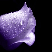 wet-purple-rose