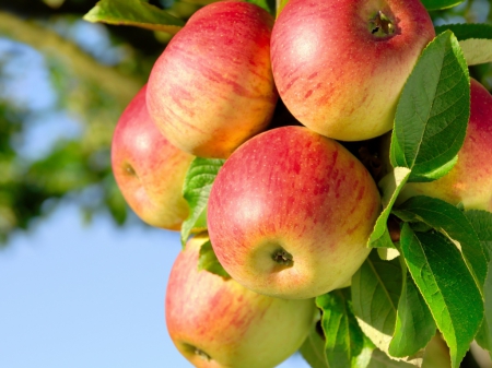 Apples - fruits, photography, leaves, food, tree, apple, photo, fruit