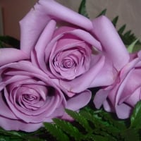 Pink roses