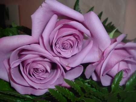 Pink roses