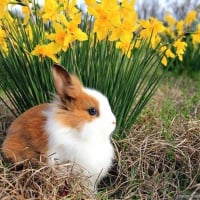 spring bunny