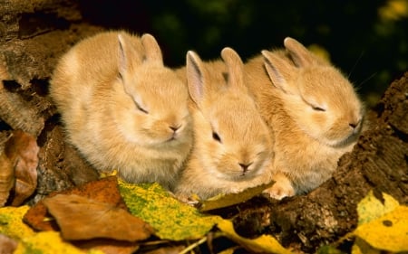 three in a row - bunnies, spring, animals, brown