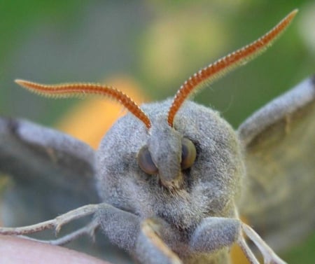 poplar hawk moth - face, shot, front, head