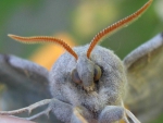 poplar hawk moth