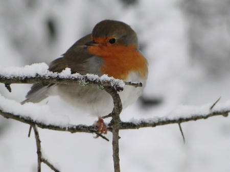 Robin - frost, winter, branch, snow