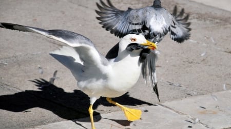 killer on the road - seegull, dead, wallpaper, pigeon