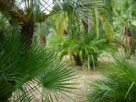 palm trees - exotic, trees, green, palm