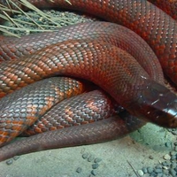 Tiger Snake