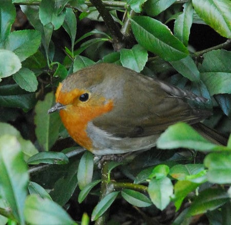 Robin redbreast - leaves, robin, tree, bird