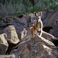 Rock Wallaby