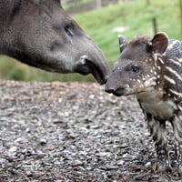 Tapir and baby