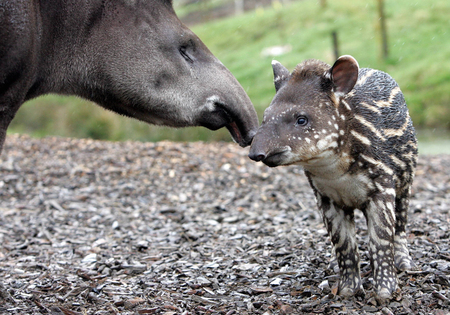 Tapir and baby - tapir, baby, grass, ground