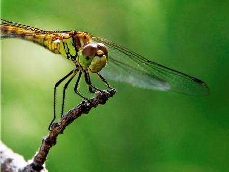 Dragonfly - greenery, twig, dragonfly