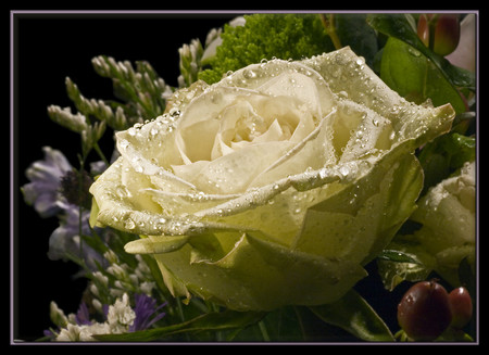 White rose - flowers, roses