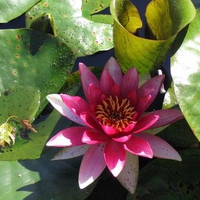 Water Lily Pond