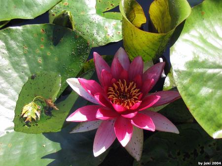 Water Lily Pond - leaves, pink waterlily, pond