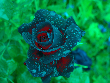 BLUE ROSE FOR SMALL SCREEN - rose, blue