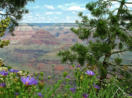 A flowered view - nature, flowers