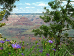 A flowered view