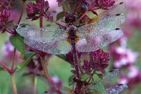 Dragonfly Garden