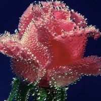 BUBBLY ROSE