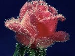 BUBBLY ROSE