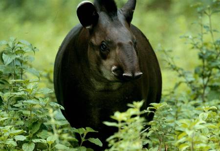 Lone Tapir - animal, tapir, shrubbery