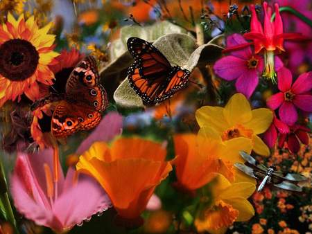 colorful nature - flowers, butterflies