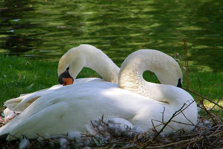 Swan Pair - white, swan, swans, birds