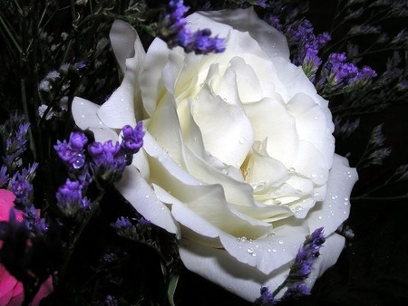 White rose - flowers, roses