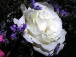 White rose